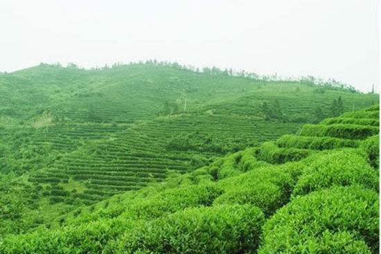 信阳毛尖  茶山